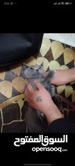  3 British shorthair cat male 4 months