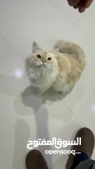  3 Persian Maine coone mix  مكس شيرازي و ماين كوون