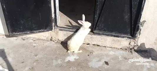  4 ارانب للبيع
