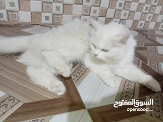  2 قطة شيرازيه مع أبنائها عمرهم شهر ونصف