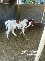  1 عجل عماني العمر سنه