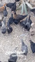  7 فرخات جاج بلدي سوبر