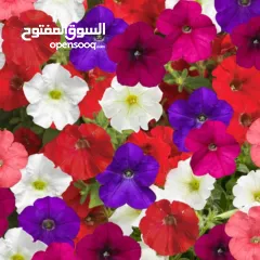  2 شقة سكنية لعائلة فقط