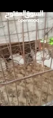  5 السلام عليكم ارانب هجين نخب اول