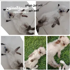  2 قطط شيرازيه 25 ريال