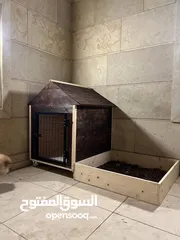  1 بيوت كلاب عدة احجام