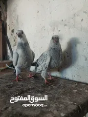  2 ثلاث فراخ  فرخين بواز اخوان فطم جديد مخلف وقواق بواقي الاربعه