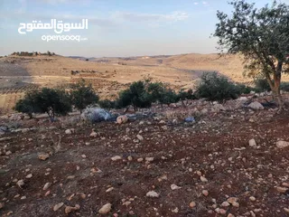  21 مزرعة لقطة مميزة مشجرة جرش دحل مساحة 3دونمات ونصف