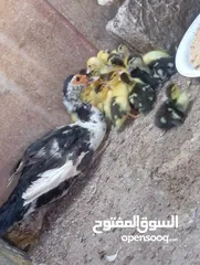 20 طيور للبيع بغرض نقل مكان السكن