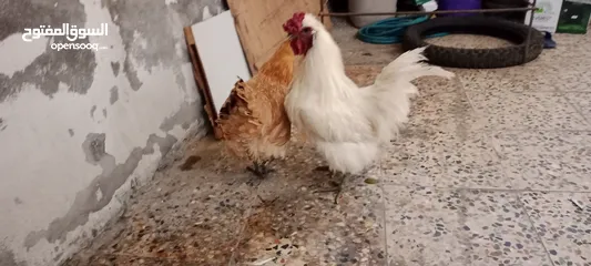  8 دجاجه وديج ماعرف نوعهن اقره الوصف
