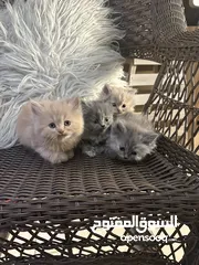  2 PERSIAN KITTEN FOR SALE