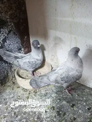 9 جواز حمام للبيع السعر نهائي