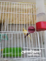  3 طيور كنار الوان جميله