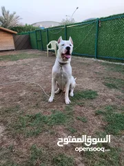  5 Dogo Argentino