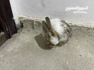  2 Baby Rabbit for free