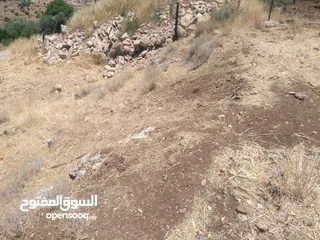  7 ارض للبيع في عجلون (صخرة)