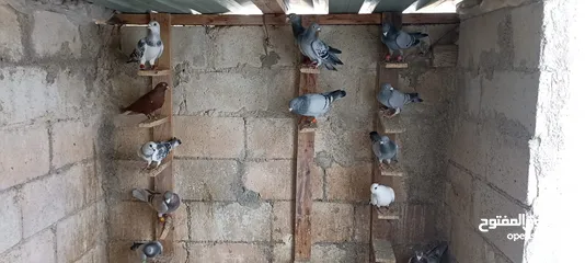  8 حمام للبيع