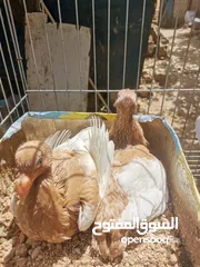  11 بسم الله الرحمن الرحيم جوز سلافر قصه ياهوديات مع فراخهم