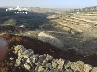  12 ارض بالعالوك مساحة 3 دونم و 400 متر في اجمل مناطق المحمر  للمهتمين : الاتصال على الارقام يلي بالوصف