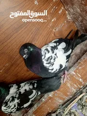  9 جوز مزهورات سود