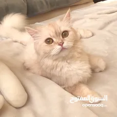  1 قطة انثى للتبني female cat for adoption