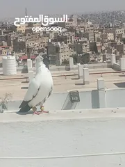  3 أرباش لبيع