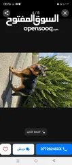  3 كلبه جيرمن شيبرد كسحه و شعر طول العمر 8 أشهر بصحه ممتازه