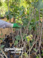  27 جميع أنواع أشجار الفواكة والحمضيات ( بلدي - مستورد )