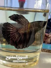  14 سمك فايتر هاف مون  نخب