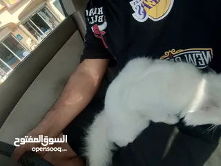  2 قط للبيع ذكر شيرازي بيور