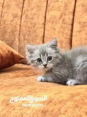  4 قطة بريتش لونق هير انثى