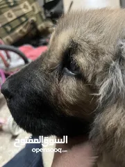  1 تبتيان ماستيف 4 شهور
