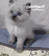  2 قطط نوعيات مختلفة في بغداد أقره الوصف