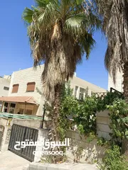  7 شجر نخيل زينه