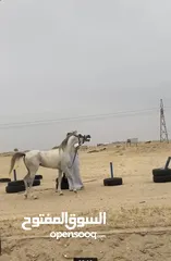  3 حصان مصري معسوف