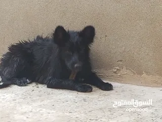  2 انثي بلاك فرنسي من المعدوم