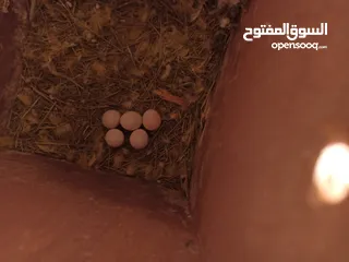  1 طيور الروز