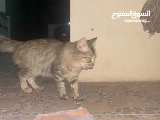  4 قطط شيرازي للبيع ذكر وانثي