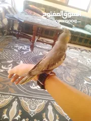  18 ببغاء كوكتيل اليف جدنننننن