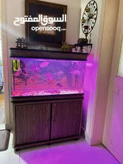  1 Fish aquarium for sale with fishes