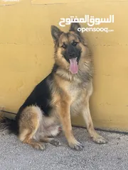  1 German Shepherd