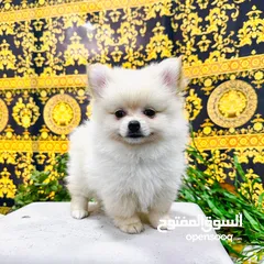 15 pomeranian dogs male and female 2 month old