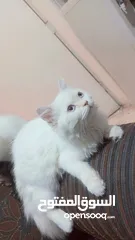  8 انثى شيراز هملايا عمر شهرين وذكر هملايا اورانج عمر 3شهور