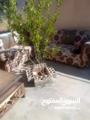  7 بيت للبيع في قريه دليله المطيرات شرق مادبا