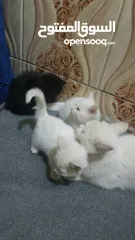  6 5 قطط شيرازي للبيع مع الام