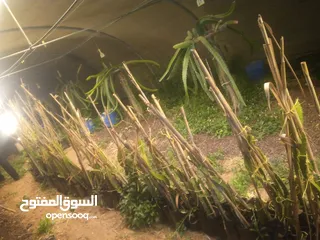  5 اشتال داجن فروت فاكهة التنين للبيع من الموقع