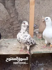  2 كوم حمام حوالي من 35 إلى 40 طير  للبيع