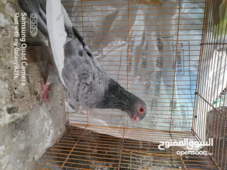  7 جوز كينجات مدنسرات