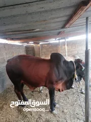  1 ثيران للبيع