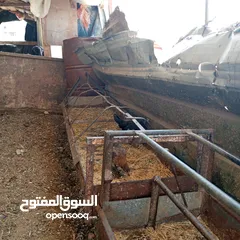  3 فراخ للبيع السلط